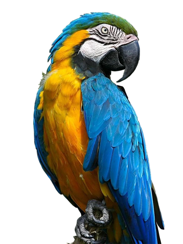 Элитные попугаи